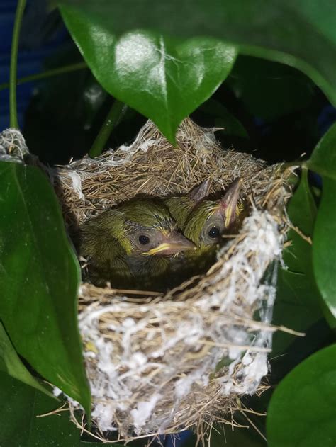 小鳥在陽台築巢 夢見可愛的嬰兒